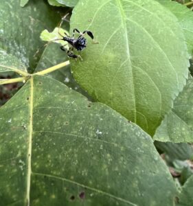 Acanthocephala terminalis