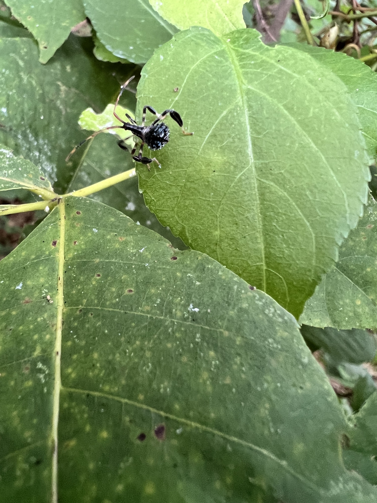Acanthocephala terminalis photograph