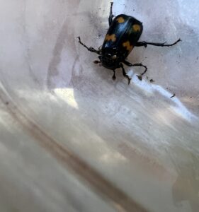 Roundneck Sexton Beetle (Nicrophorus orbicollis)