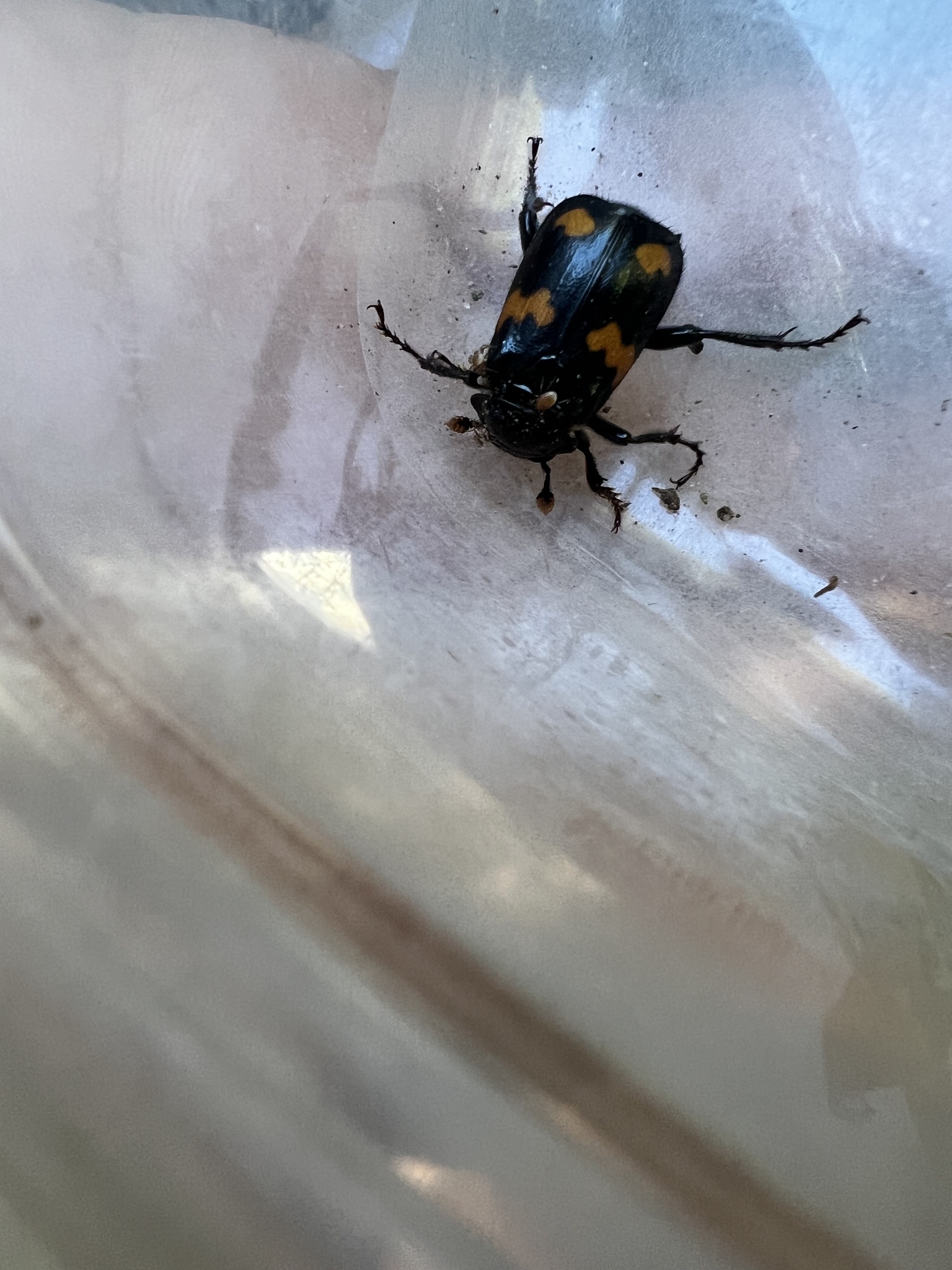 Roundneck Sexton Beetle (Nicrophorus orbicollis)