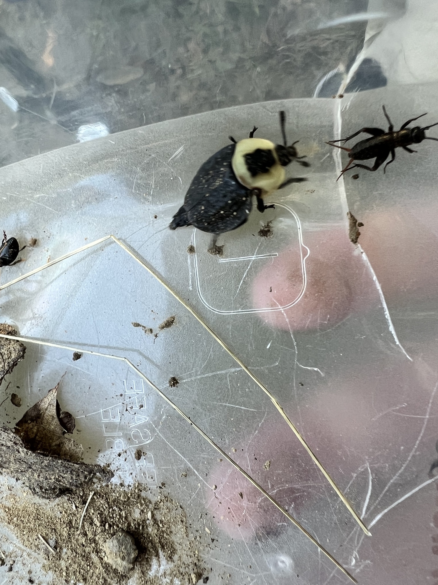 American Carrion Beetle (Necrophila americana)