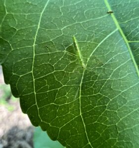 Pale Green Assassin Bug (Zelus luridus)