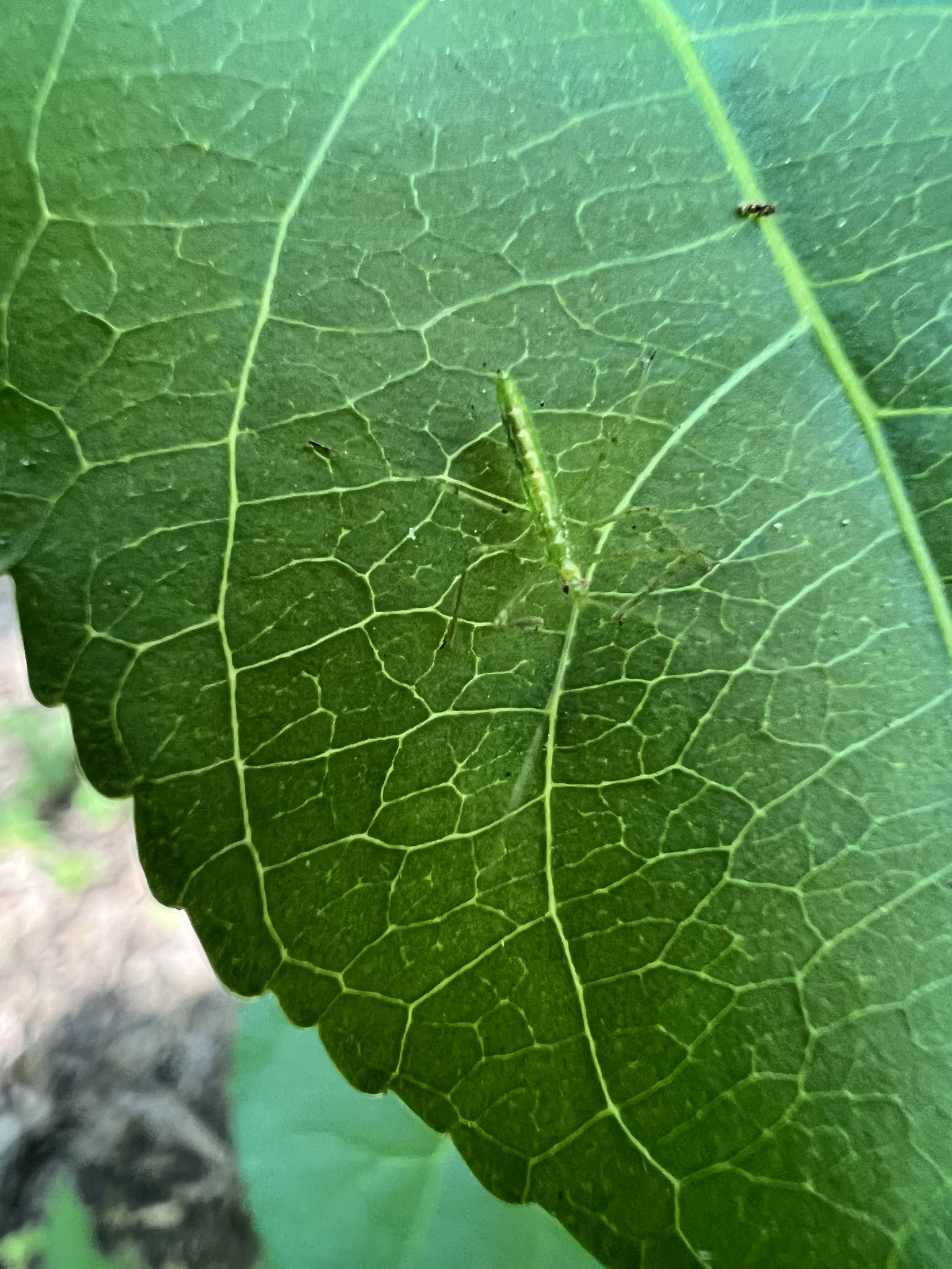 Zelus luridus photograph