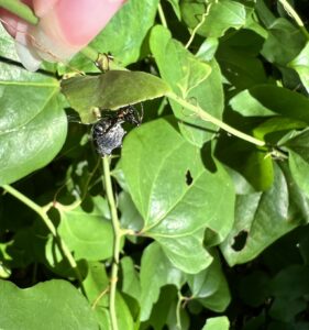 Spined Micrathena (Micrathena gracilis)