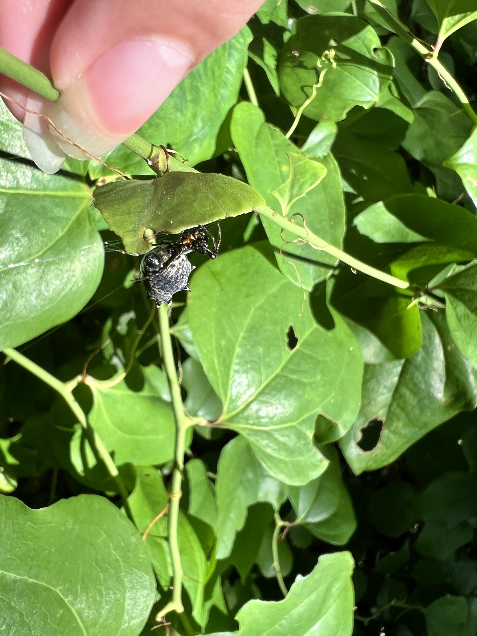 Micrathena gracilis photograph