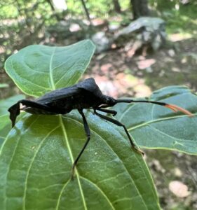 Acanthocephala terminalis