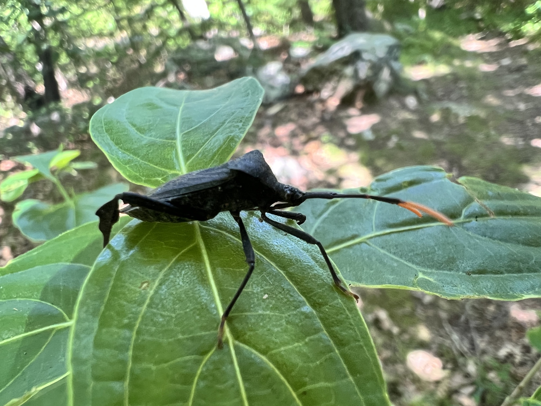 Acanthocephala terminalis photograph