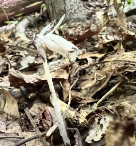 Ghost Pipe (Monotropa uniflora)