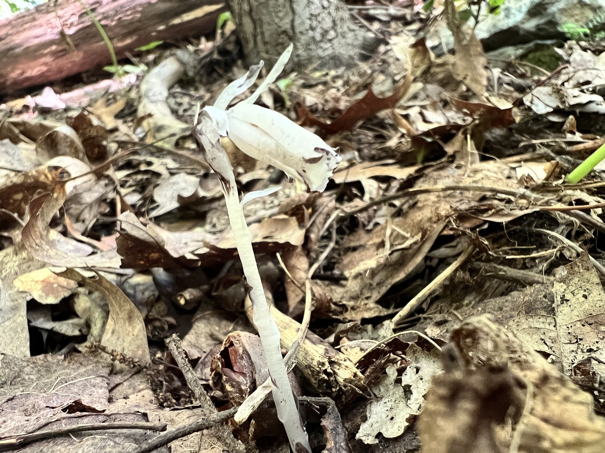 Monotropa uniflora photograph