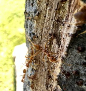 Asian Weaver Ant (Oecophylla smaragdina)
