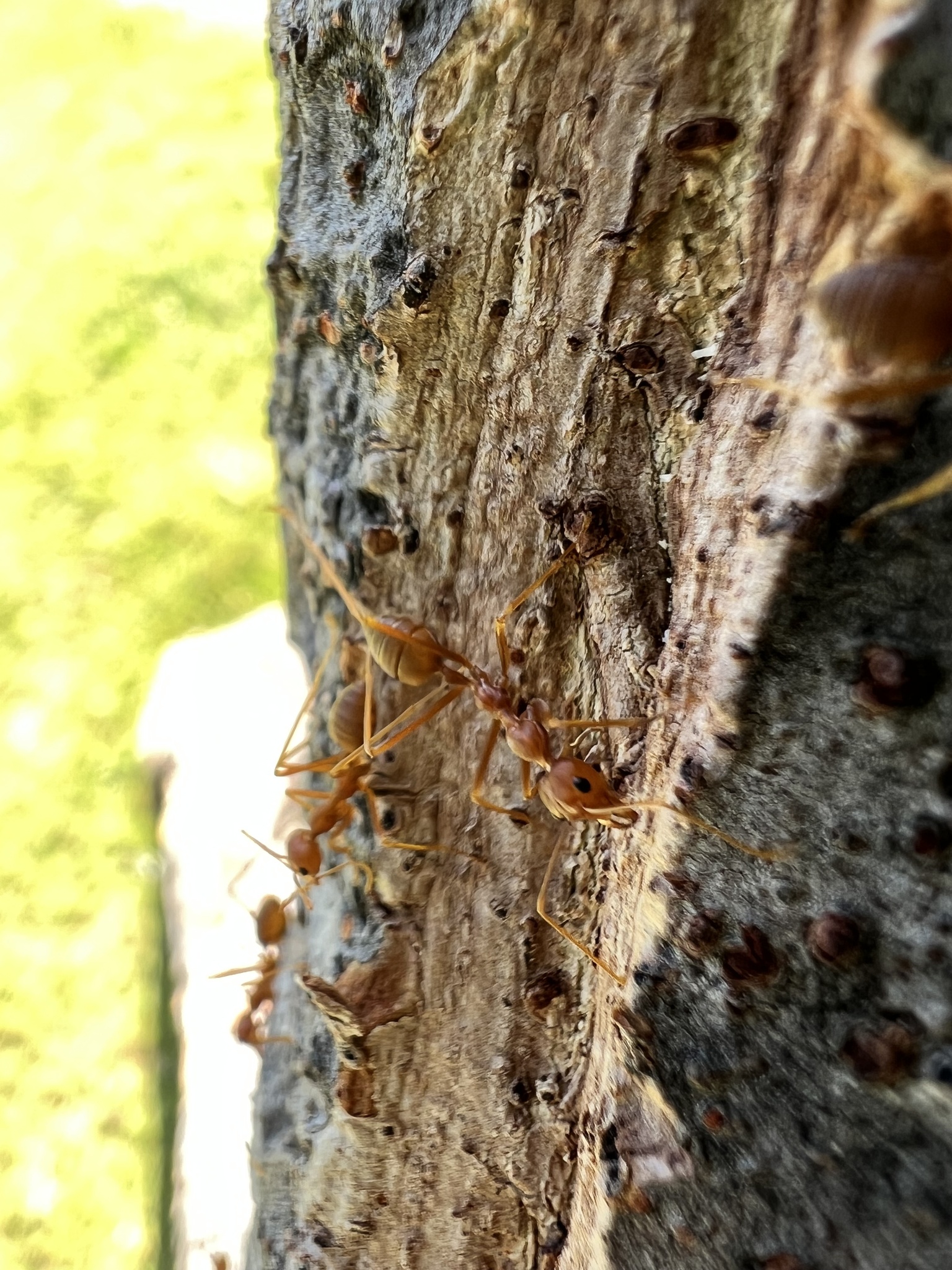 Oecophylla smaragdina photograph