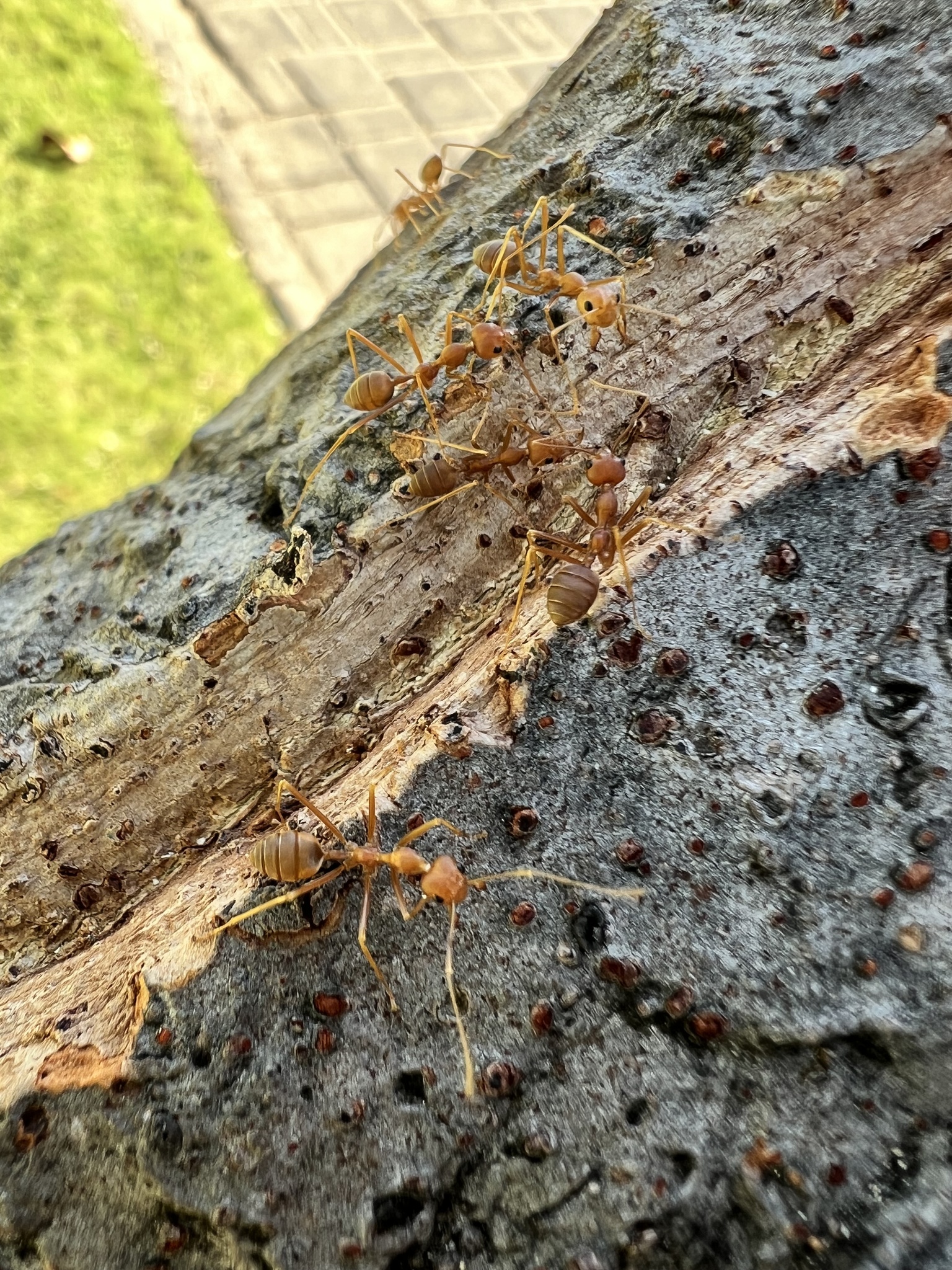 Oecophylla smaragdina photograph