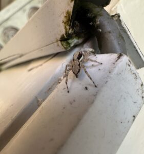 Gray Wall Jumping Spider (Menemerus bivittatus)