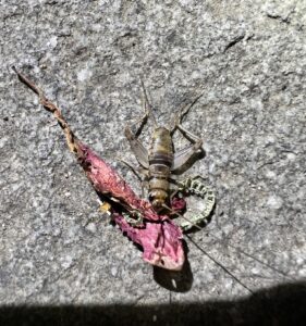 Tropical House Cricket (Gryllodes sigillatus)
