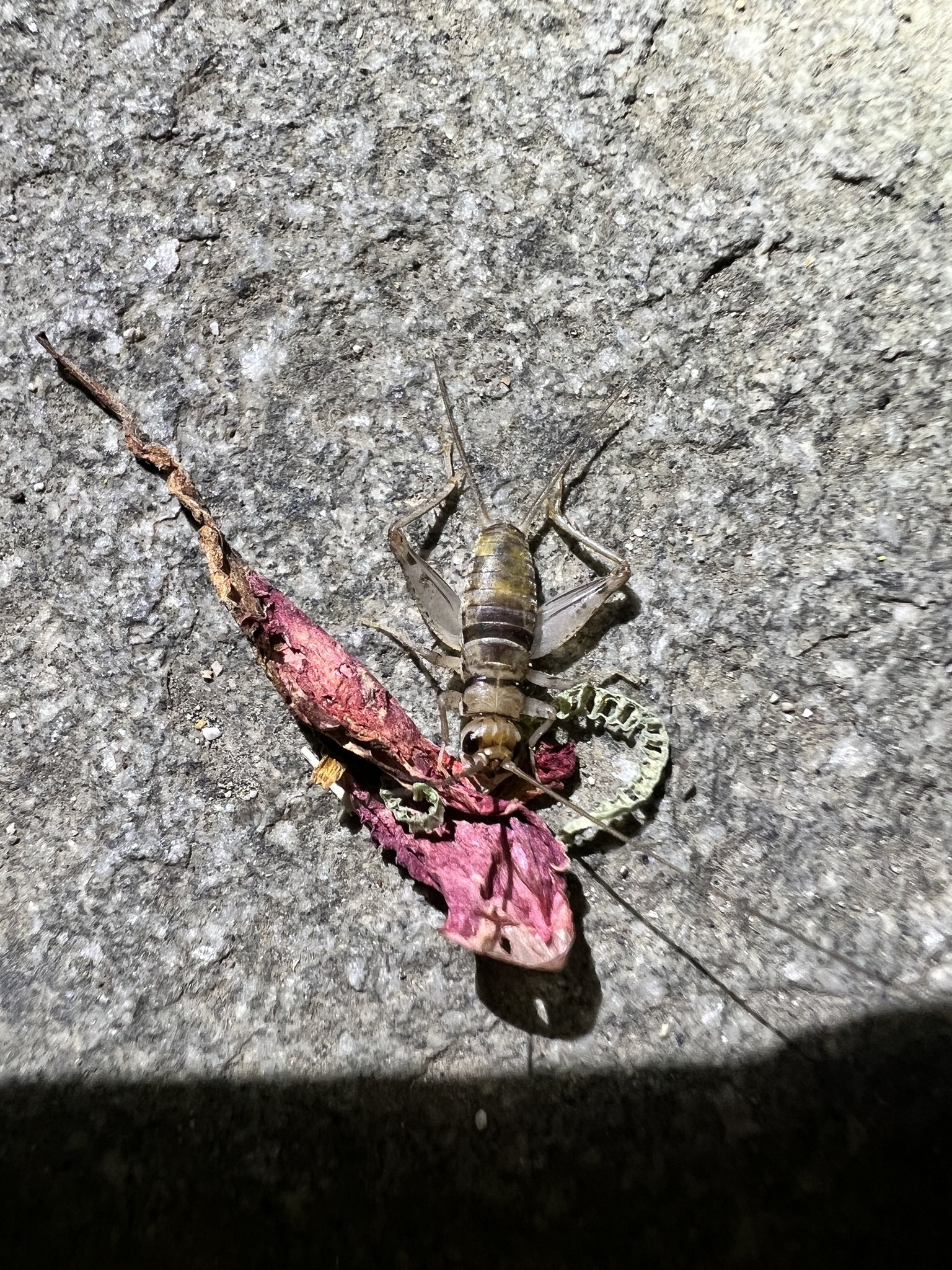Gryllodes sigillatus photograph