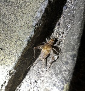 Tropical House Cricket (Gryllodes sigillatus)
