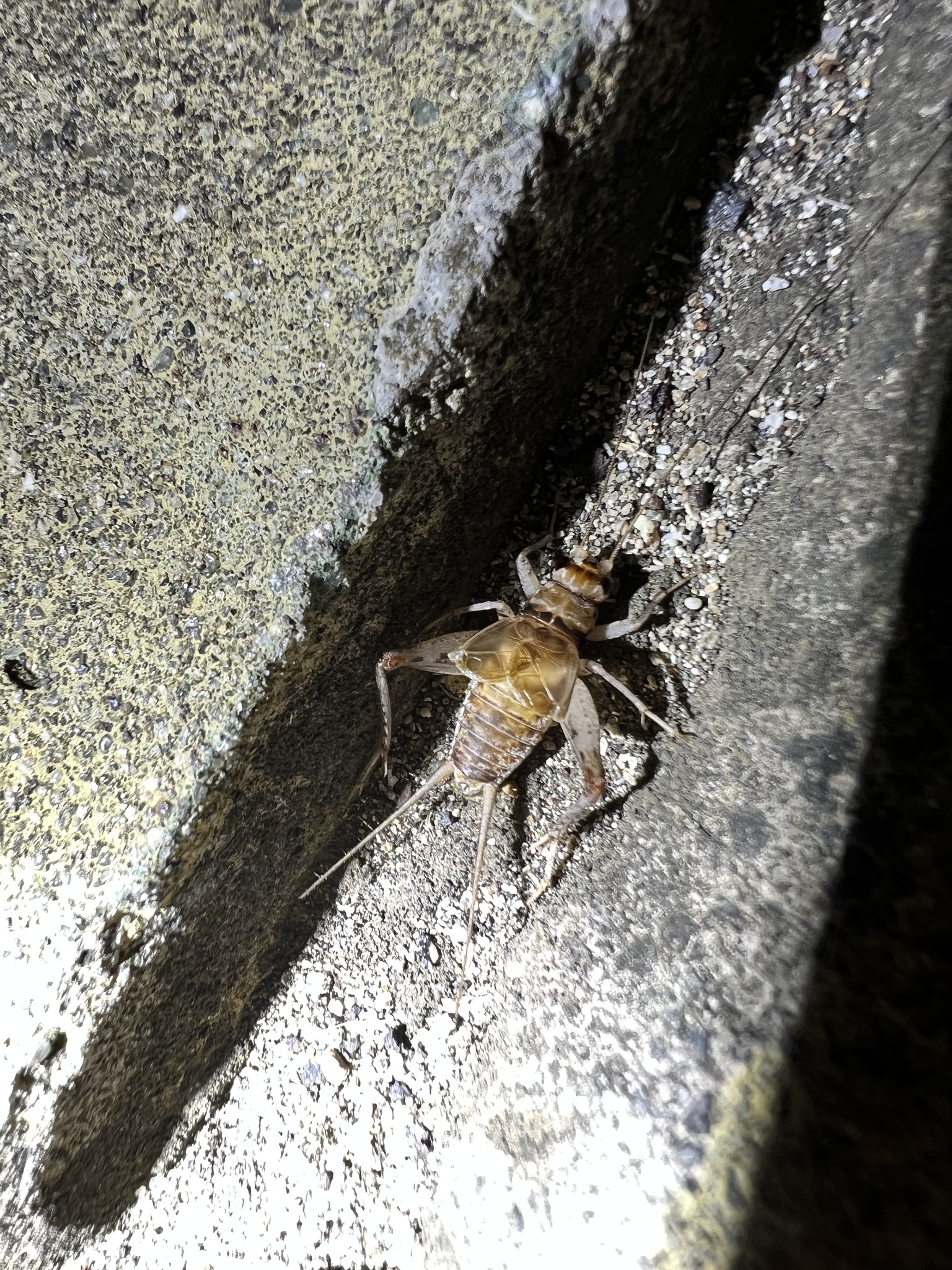 Tropical House Cricket (Gryllodes sigillatus)