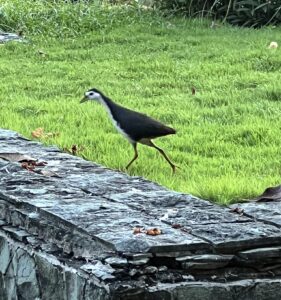 White-breasted Waterhen (Amaurornis phoenicurus)