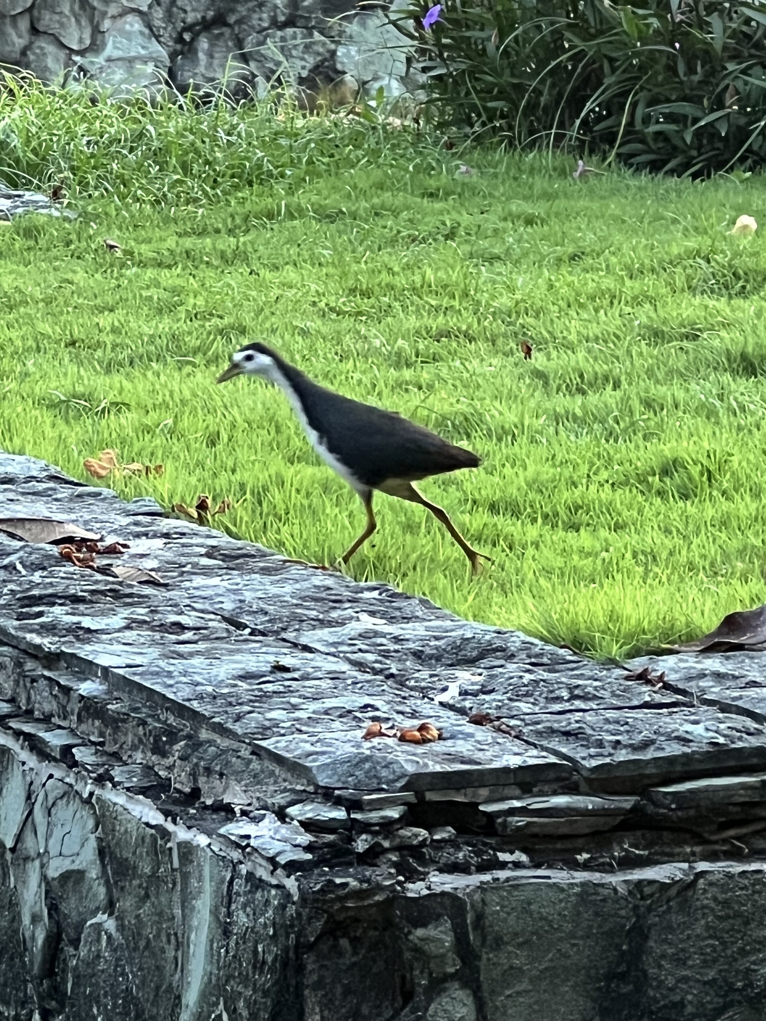 White-breasted Waterhen (Amaurornis phoenicurus)
