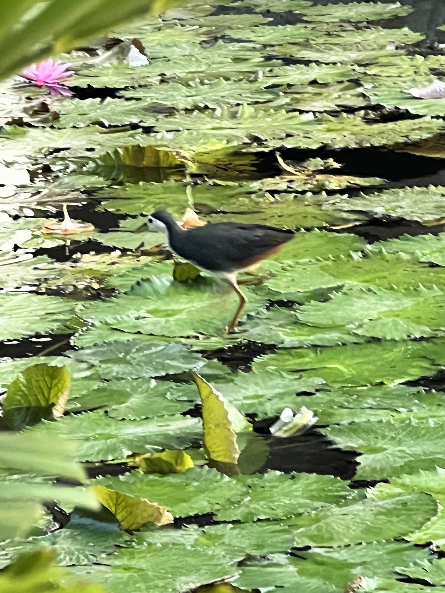 Amaurornis phoenicurus photograph