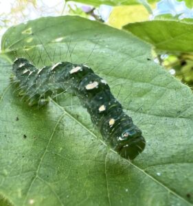 Transverse moth (Xanthodes transversa)