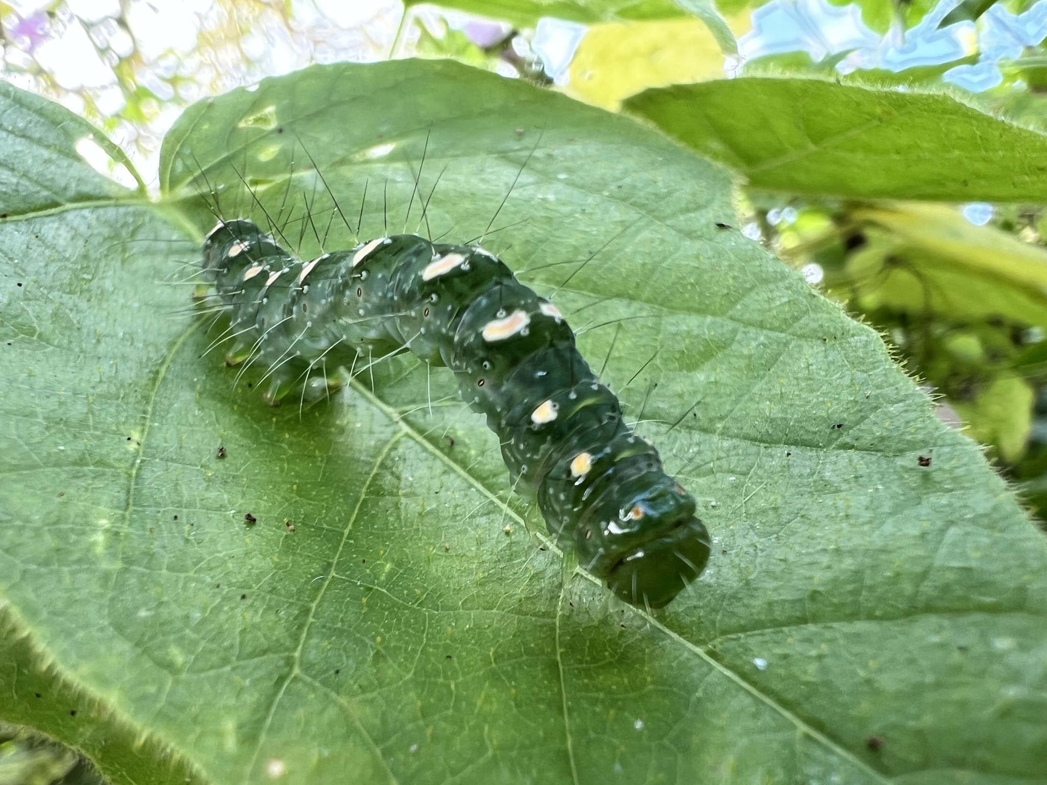 Xanthodes transversa photograph