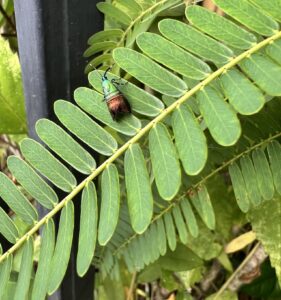 Saptha beryllitis