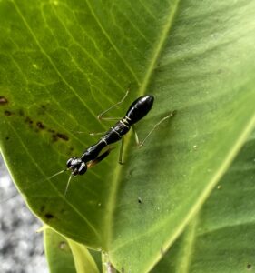 Asian Ant Mantis (Odontomantis planiceps)