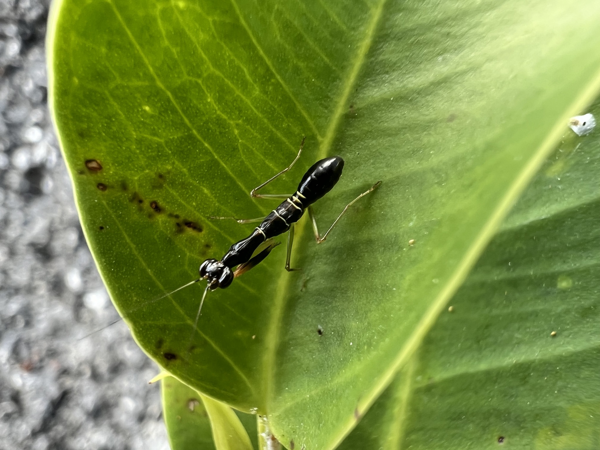 Odontomantis planiceps photograph