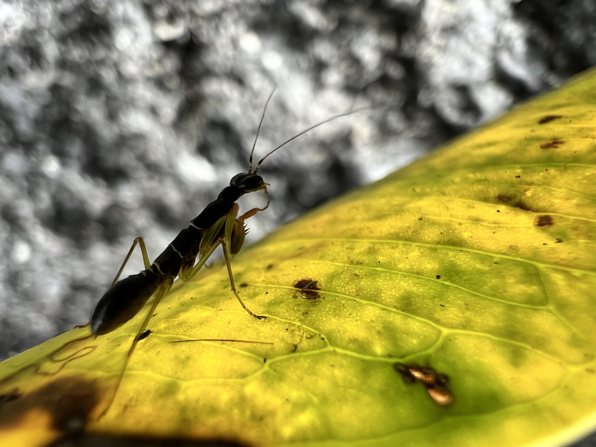 Odontomantis planiceps photograph