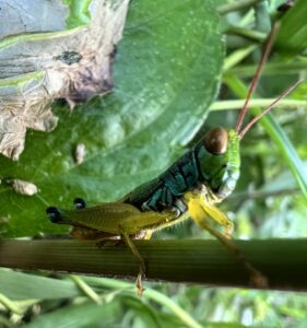 Caryanda spuria