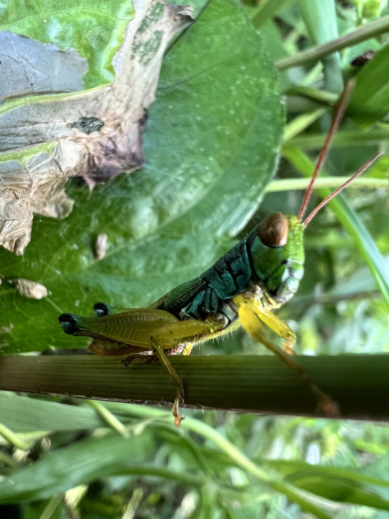 Caryanda spuria photograph