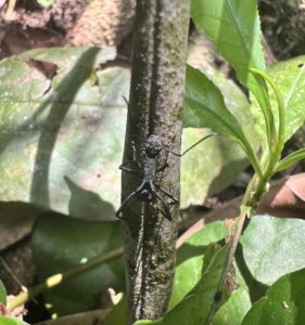 Armed Spiny Ant (Polyrhachis armata)