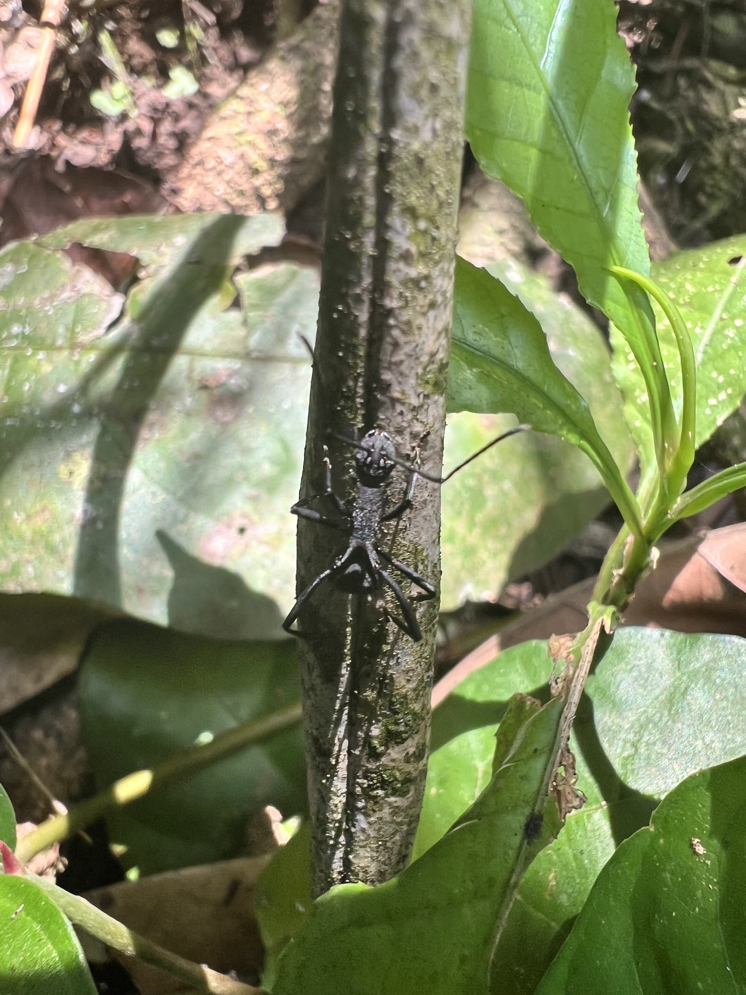 Armed Spiny Ant (Polyrhachis armata)