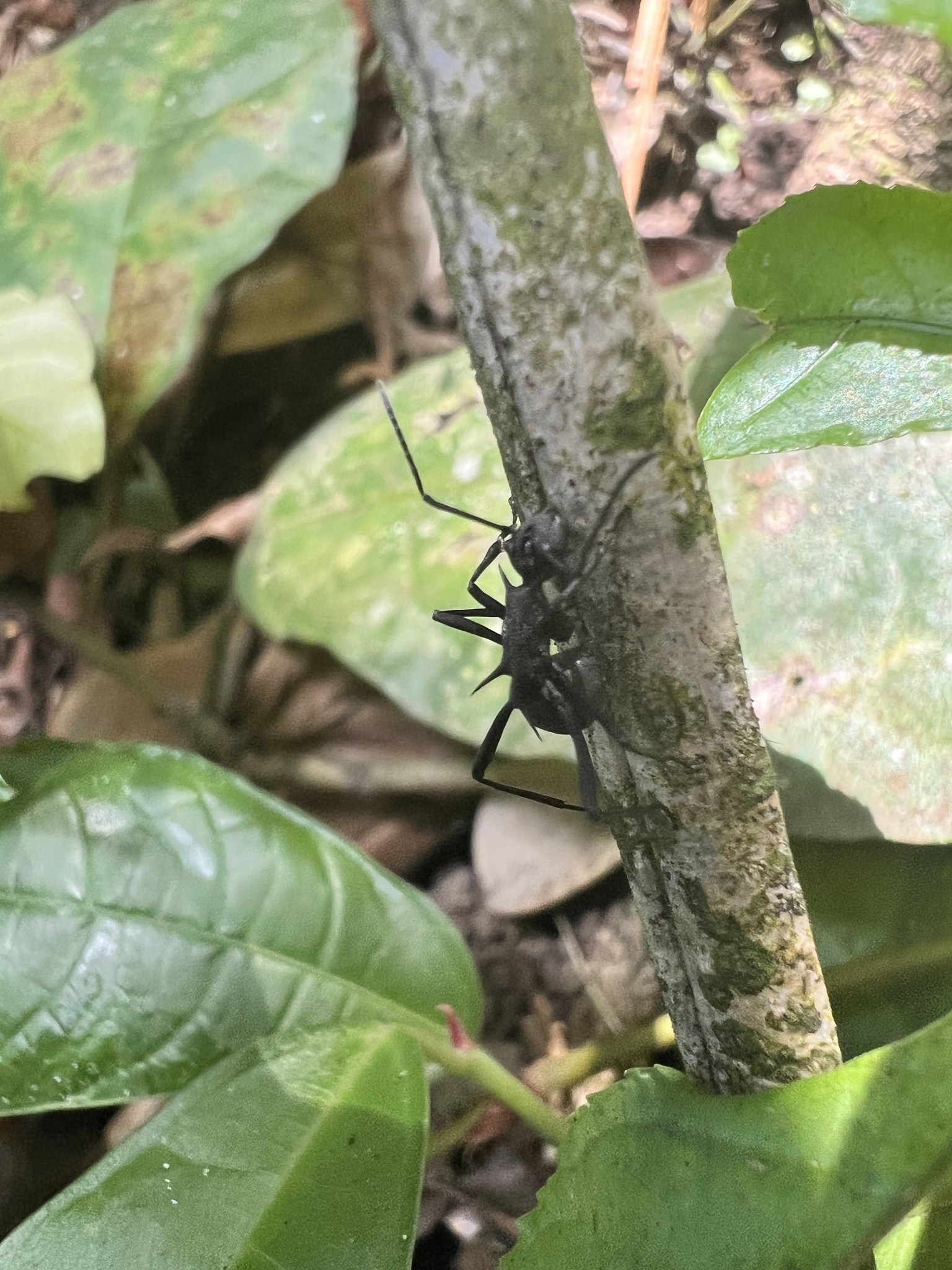 Polyrhachis armata photograph