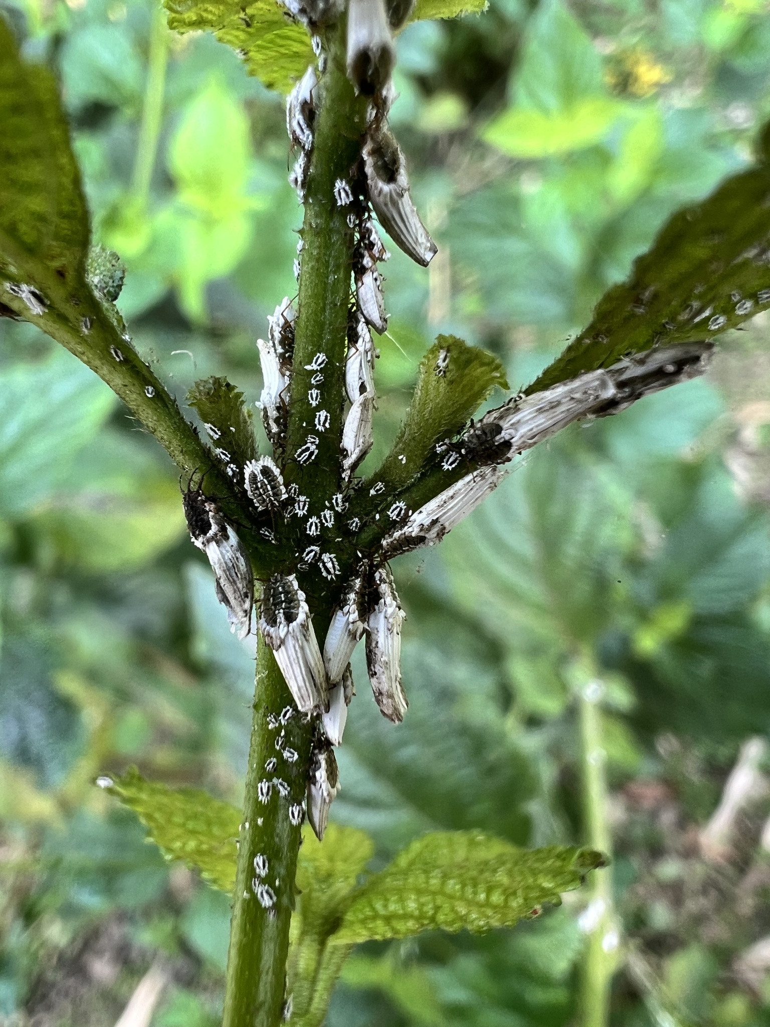 Greenhouse Orthezia (Insignorthezia insignis)