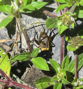 Southern Field Cricket (Gryllus bimaculatus)