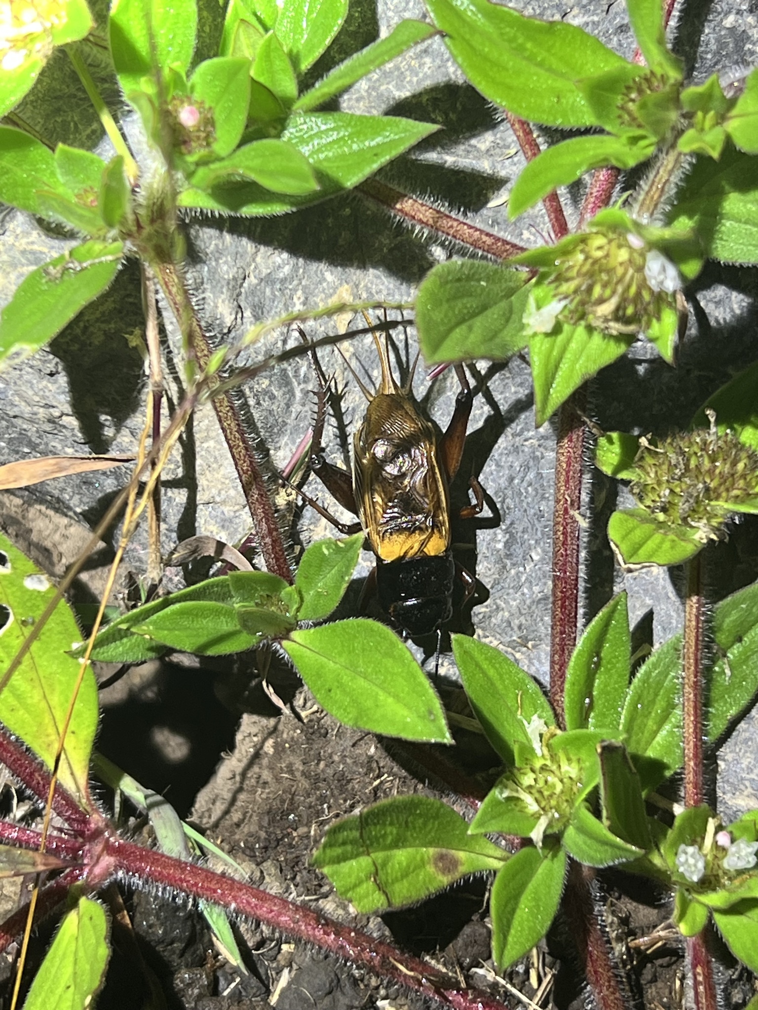 Southern Field Cricket (Gryllus bimaculatus)