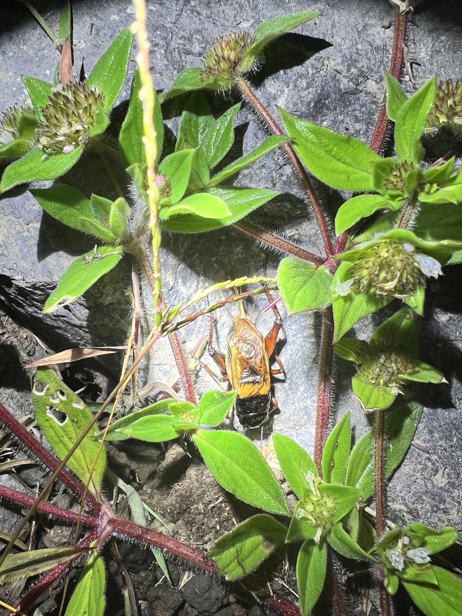 Gryllus bimaculatus photograph