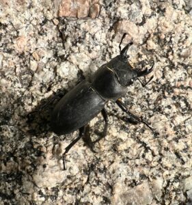 大卫大锹 (Dorcus davidis)