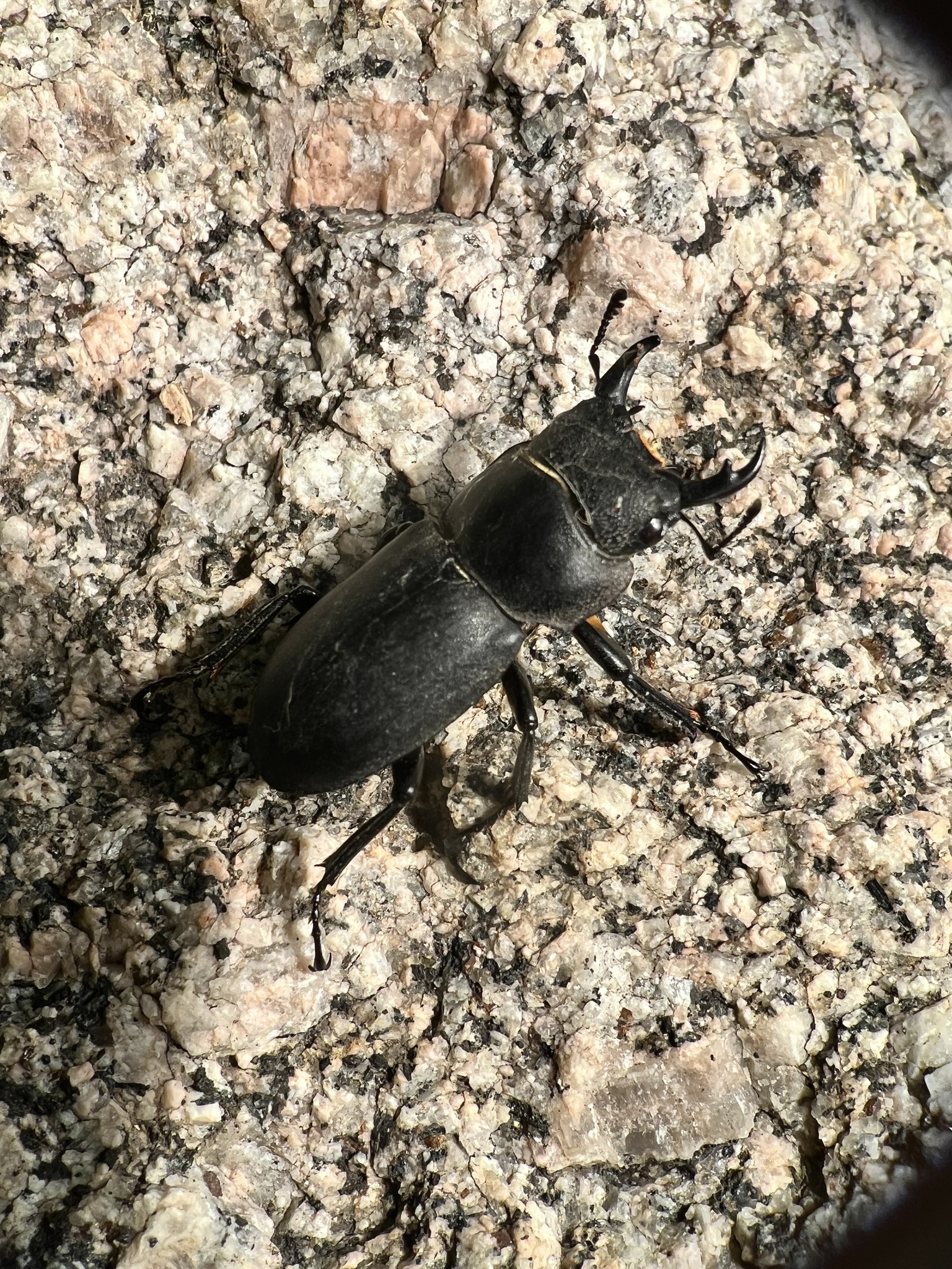 Dorcus davidis photograph