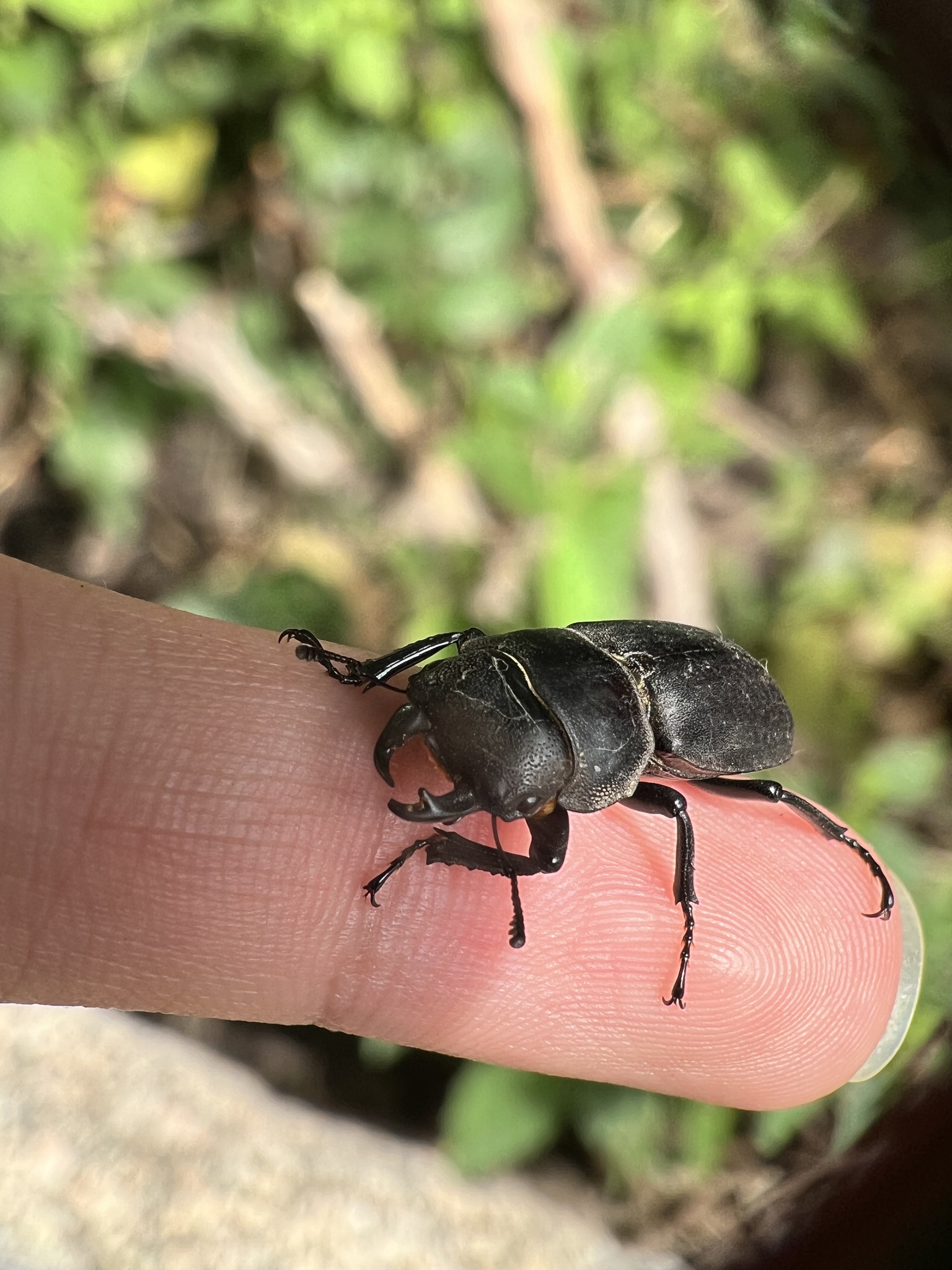 Dorcus davidis photograph