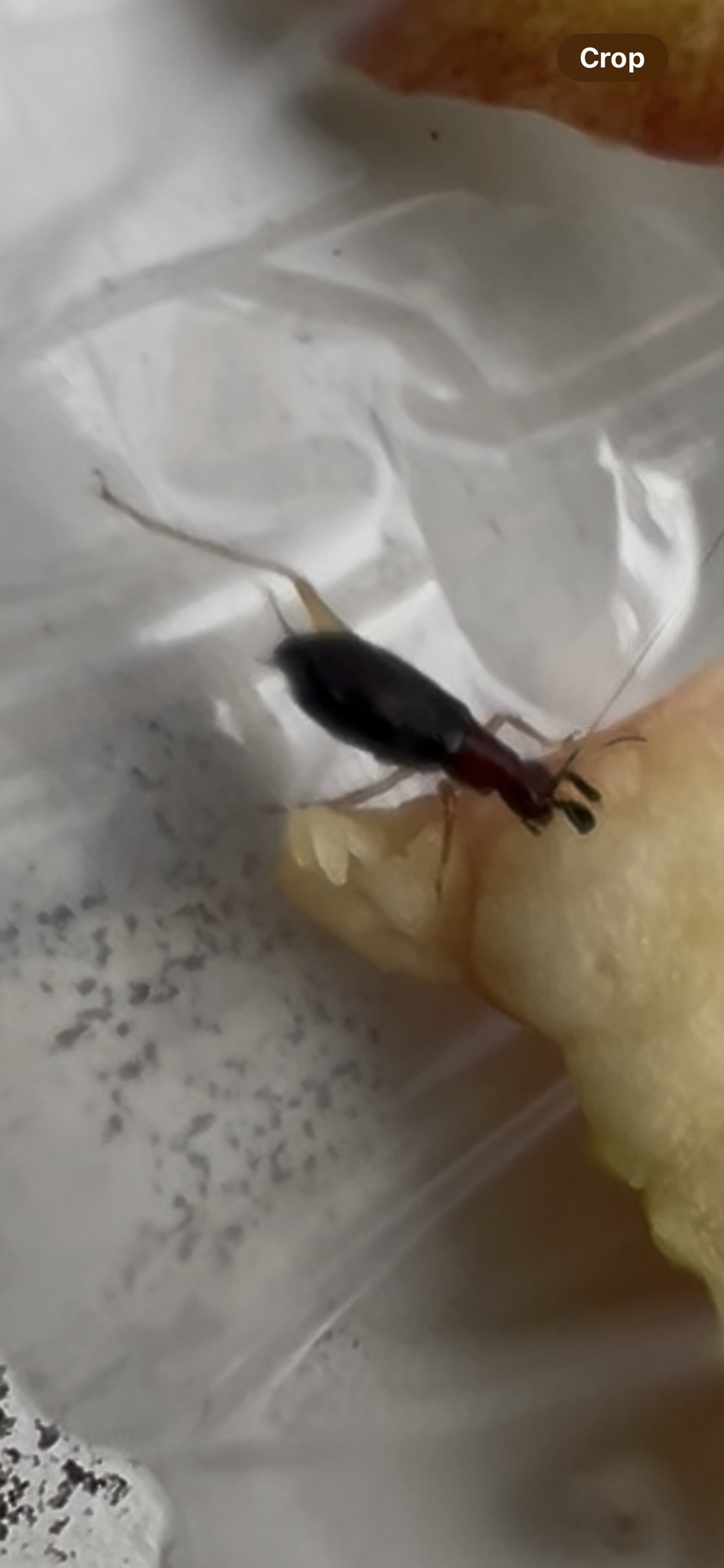 Phyllopalpus pulchellus photograph