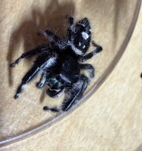 Bold Jumping Spider (Phidippus audax)