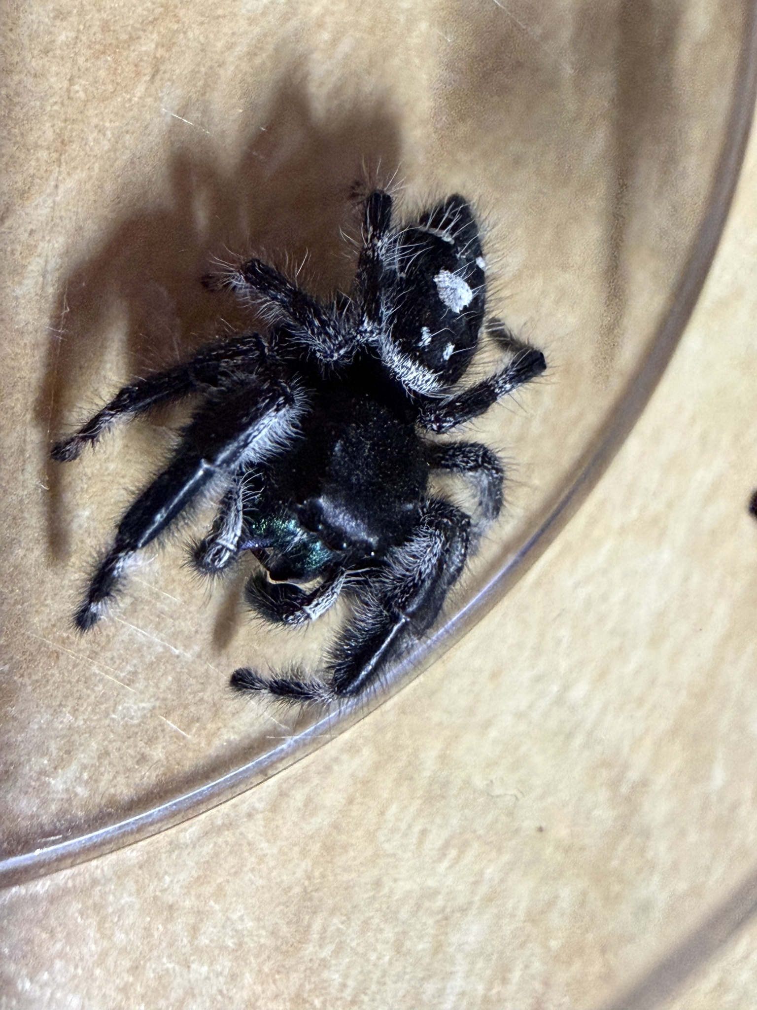 Phidippus audax photograph
