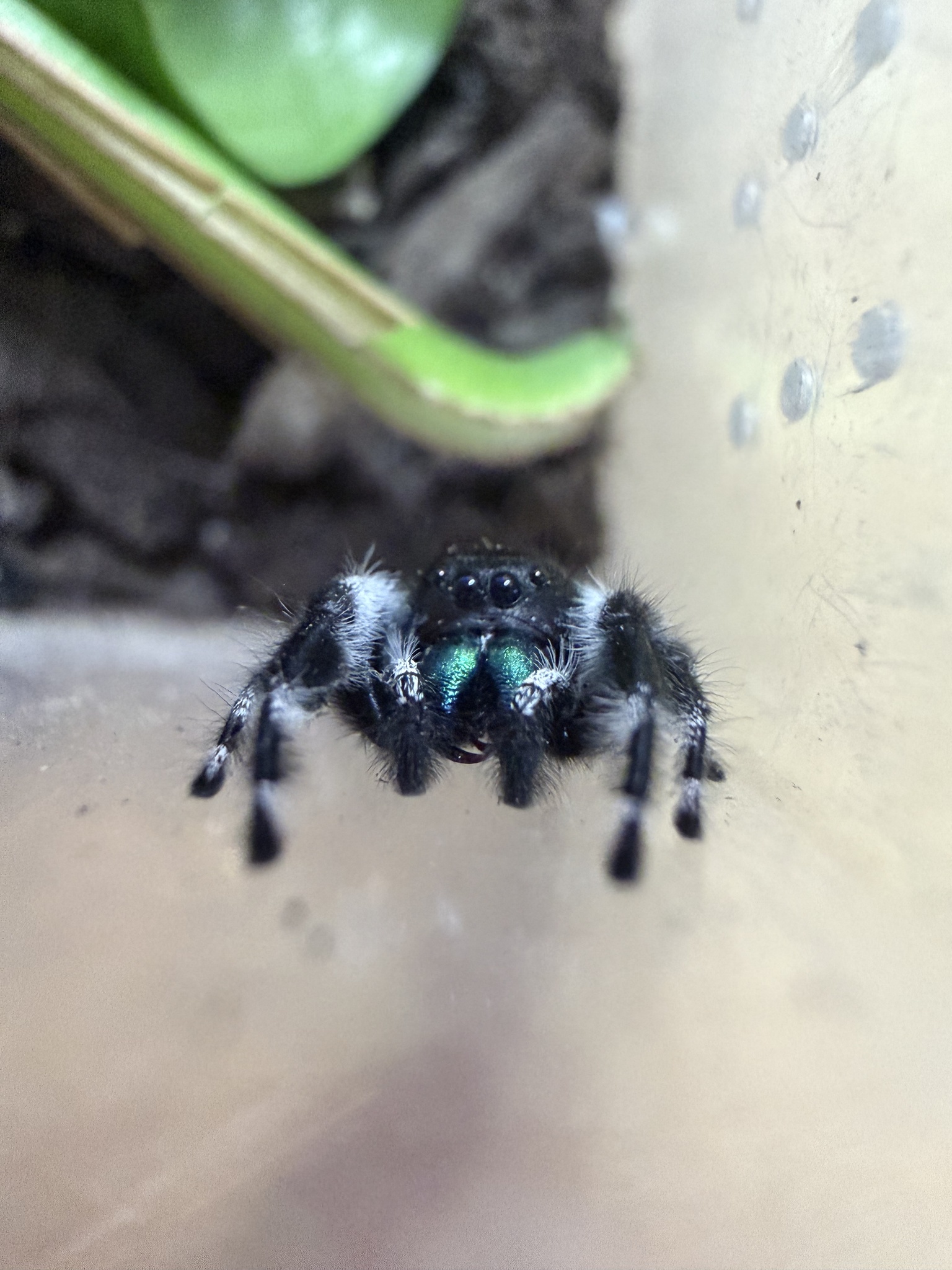 Phidippus audax photograph