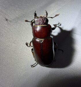 短颚深山锹甲 (Lucanus imitator)