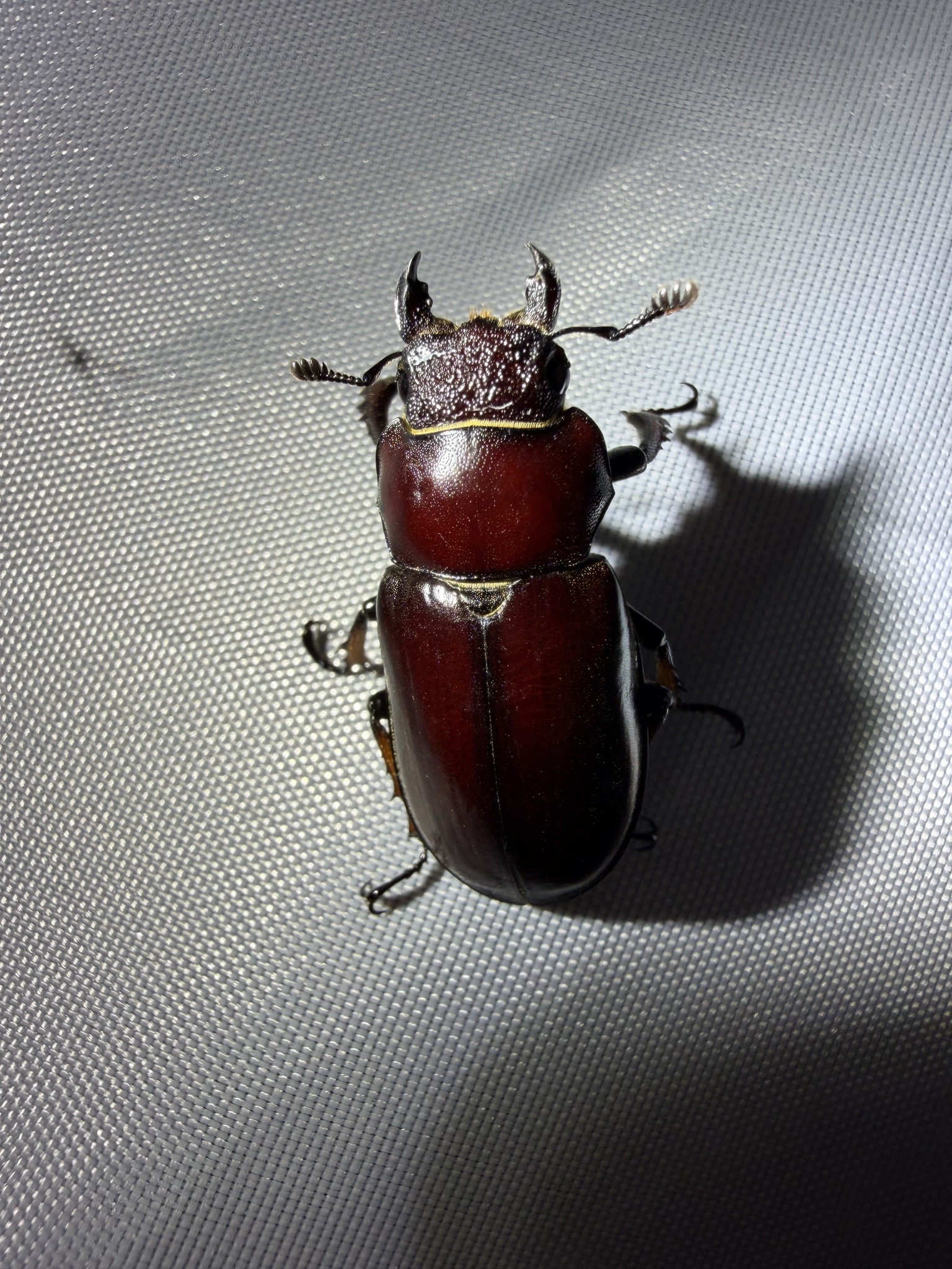 Lucanus imitator photograph