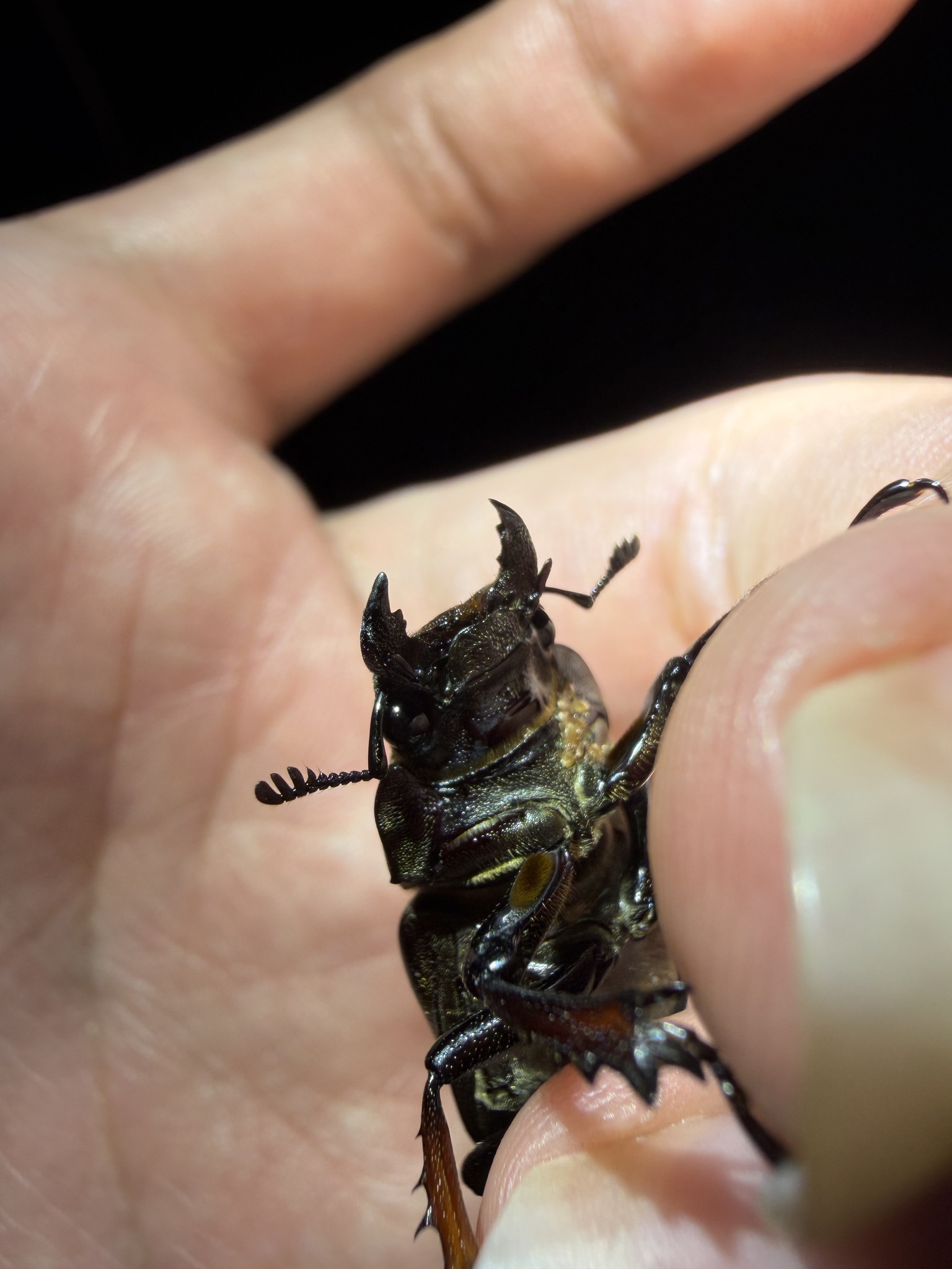 Lucanus imitator photograph