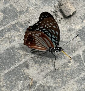 蒺藜纹脉蛱蝶 (Hestinalis nama)